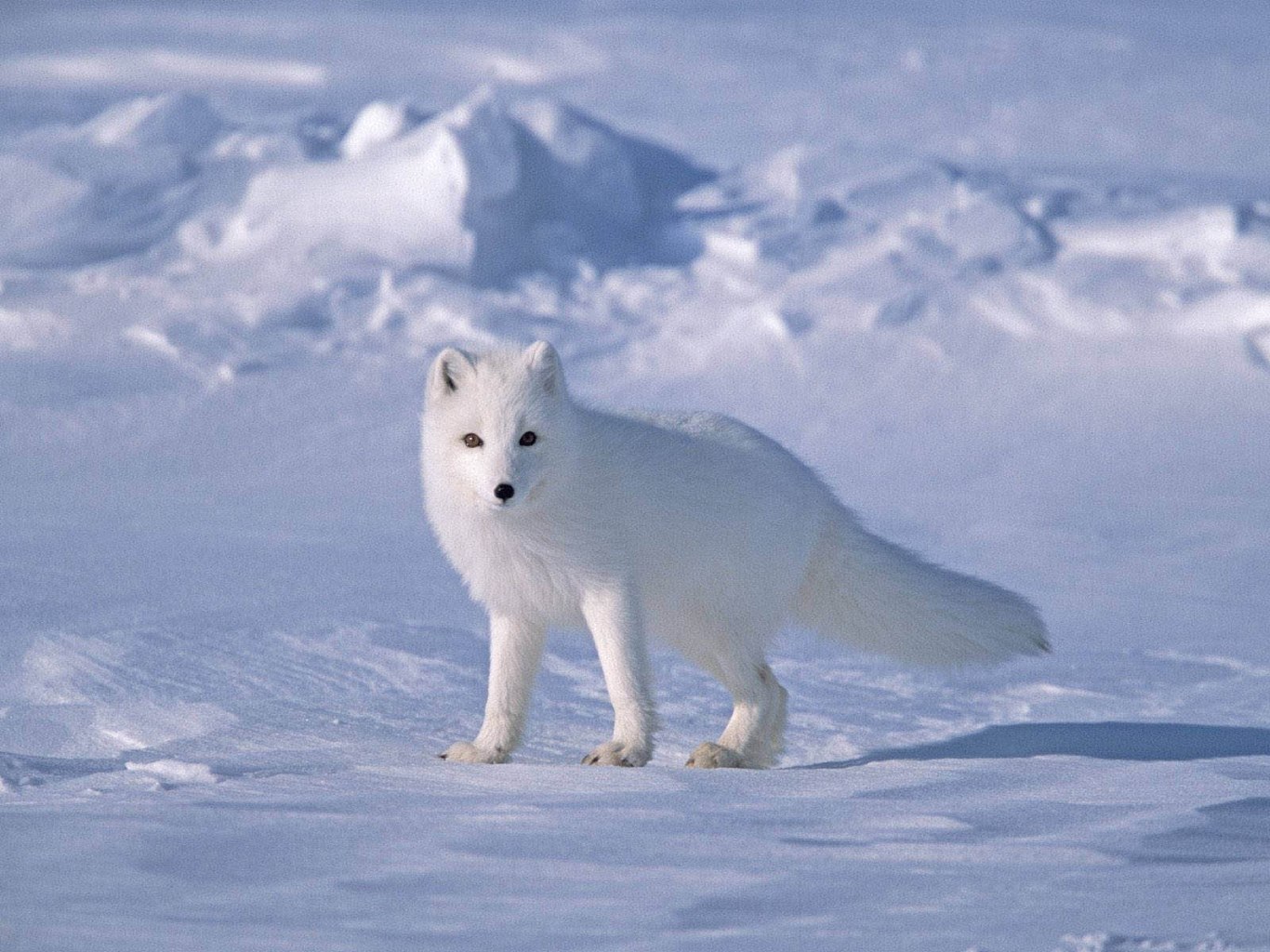 Princess of Iceland - the Arctic fox.
